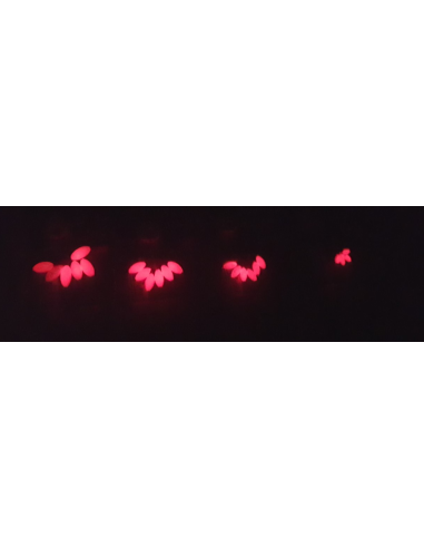 Perla Flotante Akami Natural Fosforescente