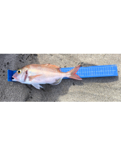 Regla yuki  45 cm 2