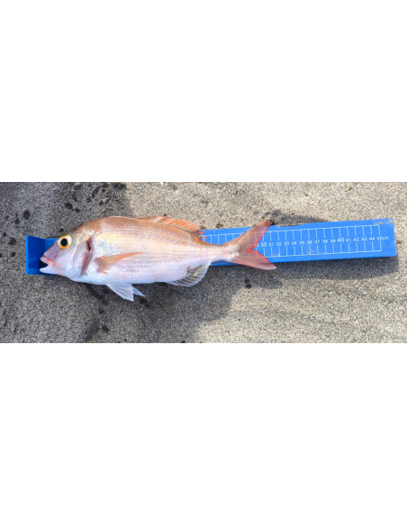 Regla yuki  45 cm
